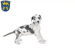 Mehr über den Artikel erfahren Dogge Züchter und Welpen in Homberg (Efze)