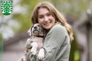 Mehr über den Artikel erfahren Dogge Züchter und Welpen in Homburg