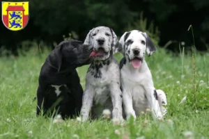 Mehr über den Artikel erfahren Dogge Züchter und Welpen in Husum
