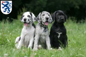 Mehr über den Artikel erfahren Dogge Züchter und Welpen in Ingolstadt