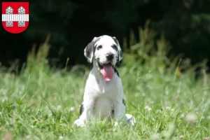 Mehr über den Artikel erfahren Dogge Züchter und Welpen in Innsbruck