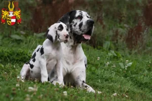 Mehr über den Artikel erfahren Dogge Züchter und Welpen in Kärnten