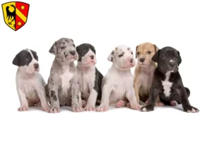 Mehr über den Artikel erfahren Dogge Züchter und Welpen in Kaufbeuren