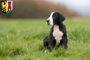 Mehr über den Artikel erfahren Dogge Züchter und Welpen in Kempten (Allgäu)