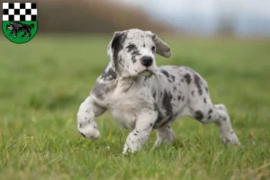 Mehr über den Artikel erfahren Dogge Züchter und Welpen in Kirchheimbolanden