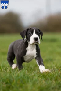 Mehr über den Artikel erfahren Dogge Züchter und Welpen in Kitzingen