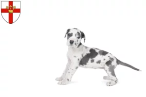 Mehr über den Artikel erfahren Dogge Züchter und Welpen in Koblenz