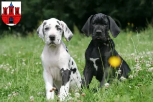 Mehr über den Artikel erfahren Dogge Züchter und Welpen in Köthen (Anhalt)