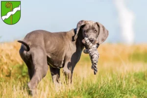 Mehr über den Artikel erfahren Dogge Züchter und Welpen in Kusel