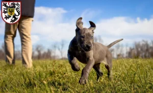 Mehr über den Artikel erfahren Dogge Züchter und Welpen in Landau in der Pfalz
