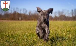Mehr über den Artikel erfahren Dogge Züchter und Welpen in Landsberg am Lech