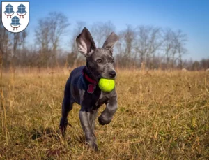 Mehr über den Artikel erfahren Dogge Züchter und Welpen in Landshut