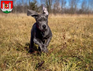 Mehr über den Artikel erfahren Dogge Züchter und Welpen in Lauf an der Pegnitz