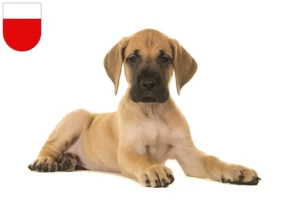 Mehr über den Artikel erfahren Dogge Züchter und Welpen in Lausanne