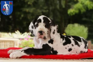 Mehr über den Artikel erfahren Dogge Züchter und Welpen in Lauterbach (Hessen)