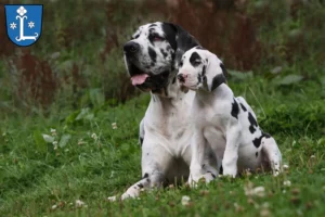 Mehr über den Artikel erfahren Dogge Züchter und Welpen in Leer (Ostfriesland)