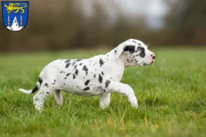 Mehr über den Artikel erfahren Dogge Züchter und Welpen in Lichtenfels (Oberfranken)