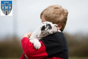 Mehr über den Artikel erfahren Dogge Züchter und Welpen in Limburg an der Lahn