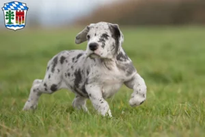 Mehr über den Artikel erfahren Dogge Züchter und Welpen in Lindau