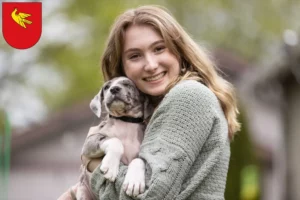 Mehr über den Artikel erfahren Dogge Züchter und Welpen in Lörrach