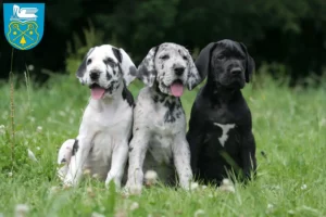 Mehr über den Artikel erfahren Dogge Züchter und Welpen in Luckenwalde