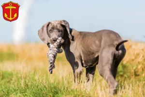 Mehr über den Artikel erfahren Dogge Züchter und Welpen in Ludwigshafen