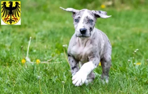 Mehr über den Artikel erfahren Dogge Züchter und Welpen in Lübben (Spreewald)