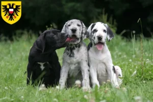 Mehr über den Artikel erfahren Dogge Züchter und Welpen in Lübeck