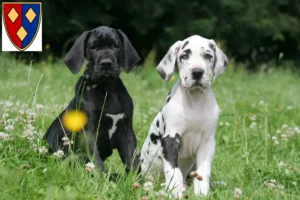 Mehr über den Artikel erfahren Dogge Züchter und Welpen in Lüchow (Wendland)