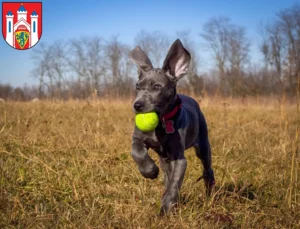 Mehr über den Artikel erfahren Dogge Züchter und Welpen in Lüneburg