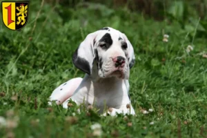 Mehr über den Artikel erfahren Dogge Züchter und Welpen in Mannheim