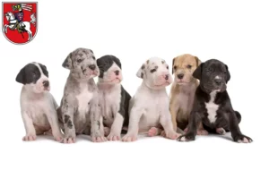 Mehr über den Artikel erfahren Dogge Züchter und Welpen in Marburg