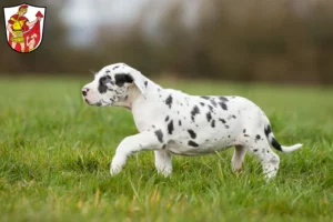Mehr über den Artikel erfahren Dogge Züchter und Welpen in Marktoberdorf