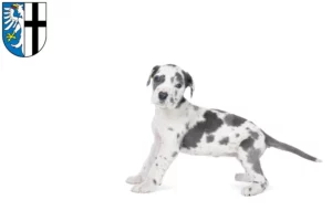 Mehr über den Artikel erfahren Dogge Züchter und Welpen in Meschede