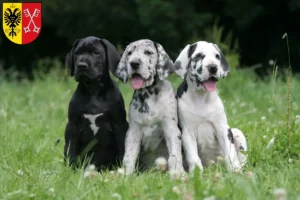 Mehr über den Artikel erfahren Dogge Züchter und Welpen in Minden