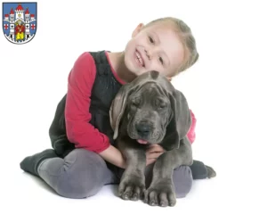 Mehr über den Artikel erfahren Dogge Züchter und Welpen in Montabaur