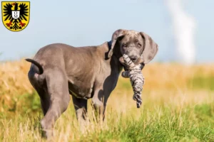 Mehr über den Artikel erfahren Dogge Züchter und Welpen in Mosbach