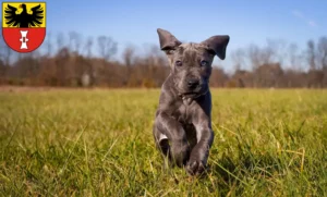 Mehr über den Artikel erfahren Dogge Züchter und Welpen in Mühlhausen/Thüringen