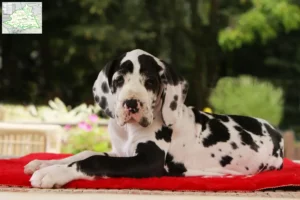 Mehr über den Artikel erfahren Dogge Züchter und Welpen aus dem Münsterland