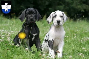 Mehr über den Artikel erfahren Dogge Züchter und Welpen in Neu-Ulm