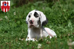 Mehr über den Artikel erfahren Dogge Züchter und Welpen in Neubrandenburg