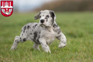 Mehr über den Artikel erfahren Dogge Züchter und Welpen in Neumünster