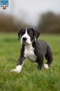 Mehr über den Artikel erfahren Dogge Züchter und Welpen in Neuruppin