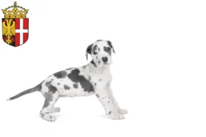 Mehr über den Artikel erfahren Dogge Züchter und Welpen in Neuss