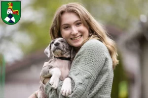 Mehr über den Artikel erfahren Dogge Züchter und Welpen in Neustadt an der Aisch
