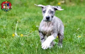 Mehr über den Artikel erfahren Dogge Züchter und Welpen in Neustadt an der Waldnaab