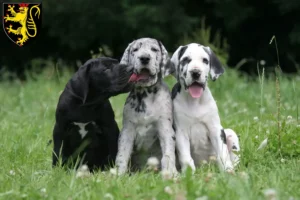 Mehr über den Artikel erfahren Dogge Züchter und Welpen in Neustadt an der Weinstraße