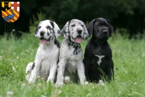 Mehr über den Artikel erfahren Dogge Züchter und Welpen in Neuwied