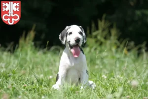 Mehr über den Artikel erfahren Dogge Züchter und Welpen in Nidwalden