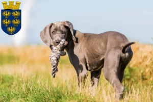 Mehr über den Artikel erfahren Dogge Züchter und Welpen in Niederösterreich